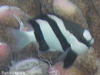 Dascyllus aruanus, Wei schwanz-Preussenfisch