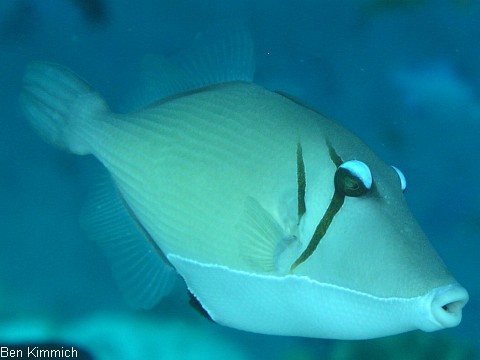 Sufflamen bursa, Drckerfisch