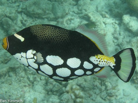 Balistoides conspicillum, Leopardendrcker