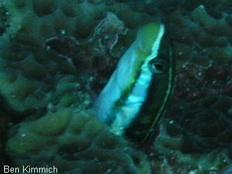 Plagiotremus ewaensis, Ewa-Fangzahnschleimfisch, Blau-Streifen-Säbelzahnschleimfisch