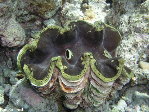 Tridacna, Riesenmuschel