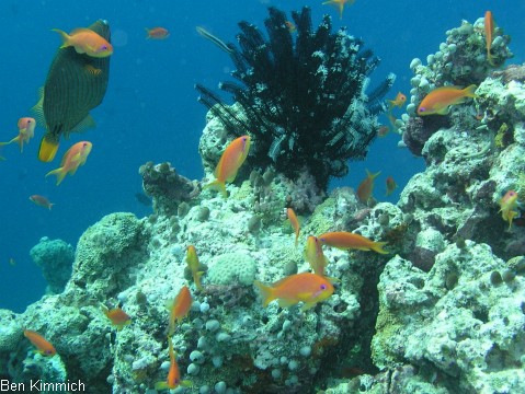 Pseudanthias squamipinnis Juwelen Fahnenbarsch