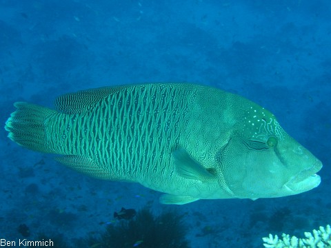 Cheilinus undulatus, Napoleon Lippfisch