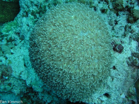 Physogyra lichtensteini, Lichtensteins Blasenkoralle