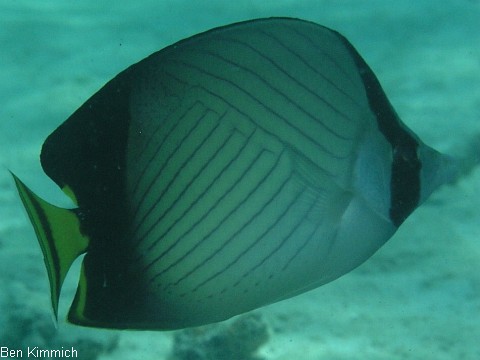Chaetodon decussatus, Rauch-Falterfisch