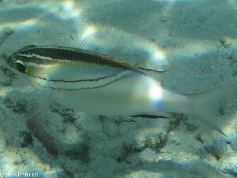 Scolopsis bilineatus, Schrpen-Scheinschnapper