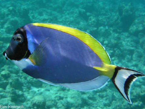 Acanthurus leucosternon, Pazifik Wei kehldoktor
