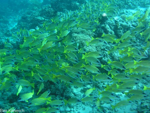 Lutjanus kasmira, Blausteifen-Schnapper