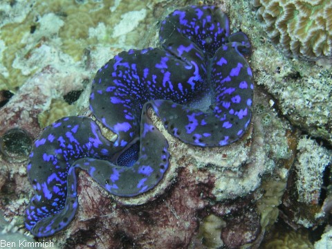 Tridacna, Riesenmuschel