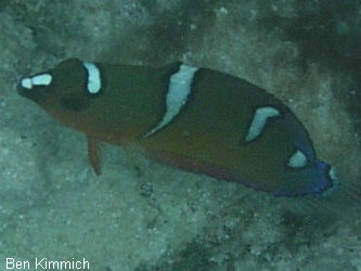 Coris gaimard, Allocoris gaimard