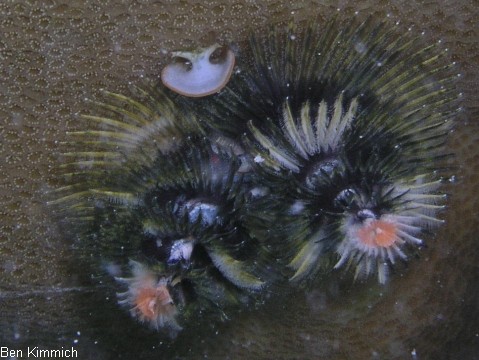 Porites mit Rhrenwrmern