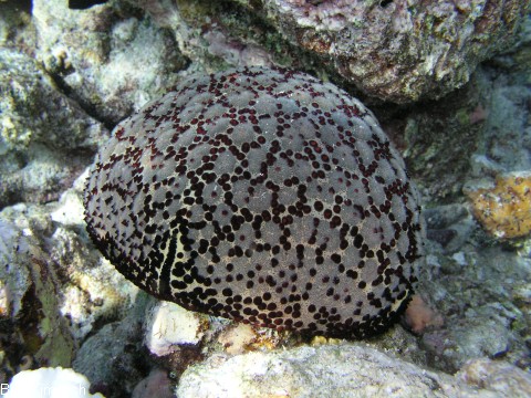Culcita sp., Kissen Seestern
