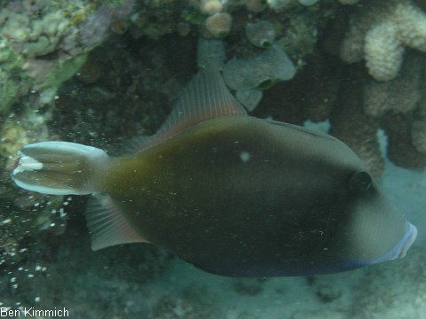 Sufflamen chrysopterus, Weissband-Drckerfisch
