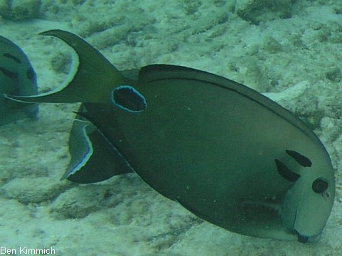 Acanthurus tennentii, Kreisdorn - Doktor