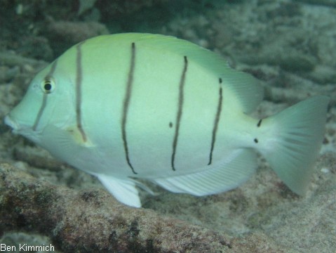 Acanthurus triostegus, Gitter Doktorfisch
