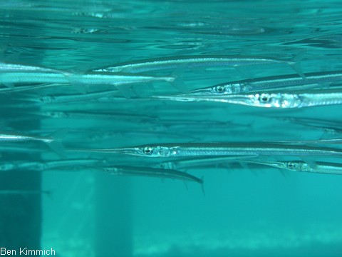 Tylosurus crocodilus crocodilus, Krokodil-Hornhecht