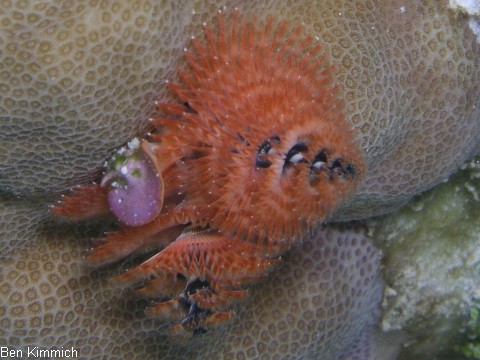Porites mit Rhrenwrmern