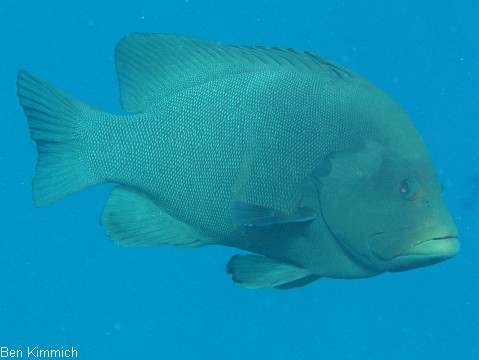 Aethaloperca rogaa, Rotmaul-Zackenbarsch