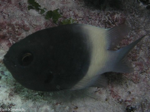 Chromis fieldi, Fields Riffbarsch