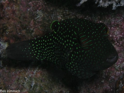 Canthigaster janthinoptera, Netz-Spitzkopf-Kugelfisch