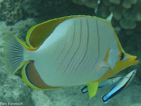 Chaetodon xanthocephalus, Gelbkopf-Falterfisch