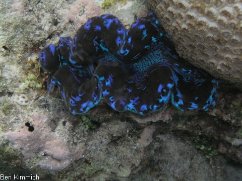 Tridacna, Riesenmuschel