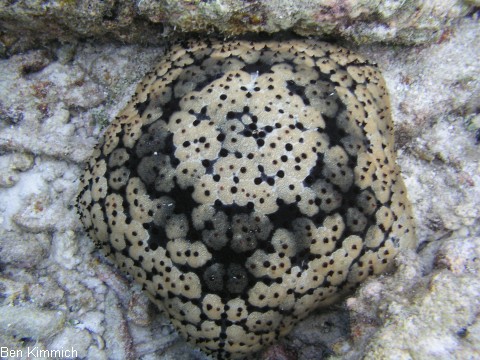 Culcita sp., Kissen Seestern