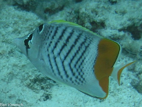 Chaetodon paucifasciatus, Rotfleck-Falterfisch