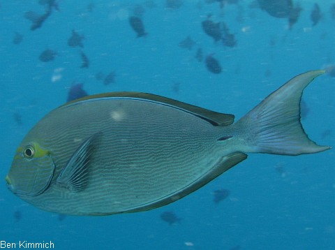 Acanthurus mata, Augenfleck-Doktorfisch