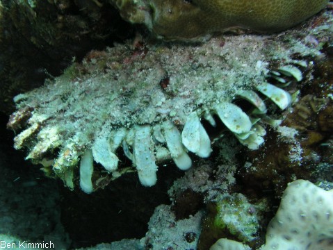 Spondylus varius, Stachelauster