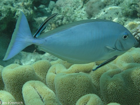 Naso hexacanthus, Blauklingen-Nasendoktorfisch