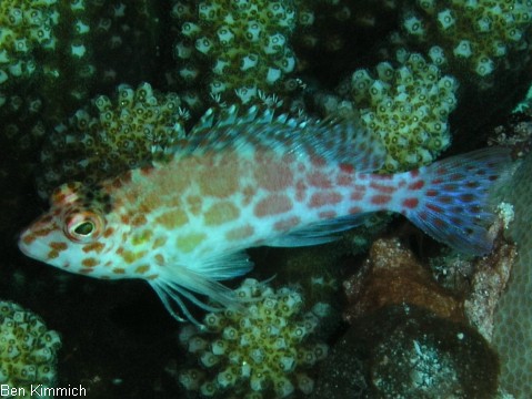Cirrhitichthys oxycephalus - Korallenwchter