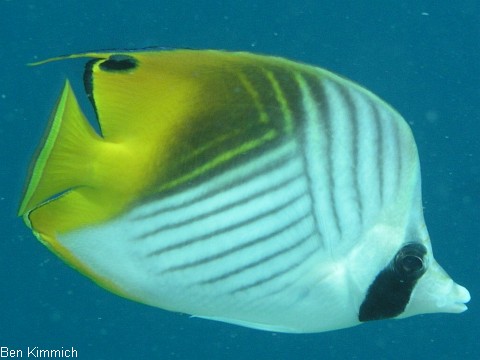 Chaetodon auriga, F hnchen - Falterfisch
