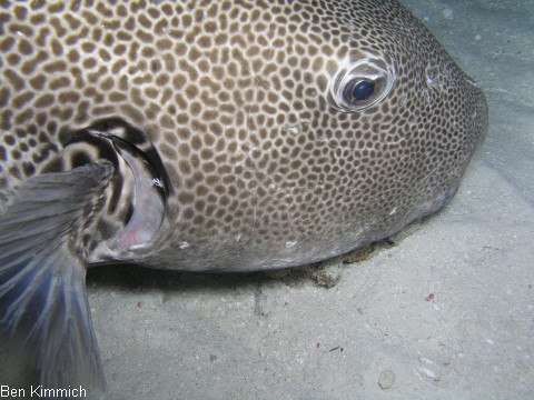 Arothron stellatus, Riesenkugelfisch