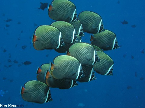 Chaetodon collare, Halsband - Falterfisch