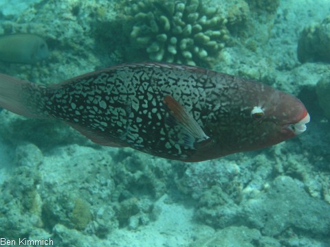 Scarus rubroviolaceus, Nasenh cker-Papageifisch