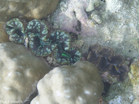 Tridacna, Riesenmuschel