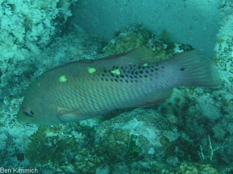 Bodianus diana, Dianas Lippfisch