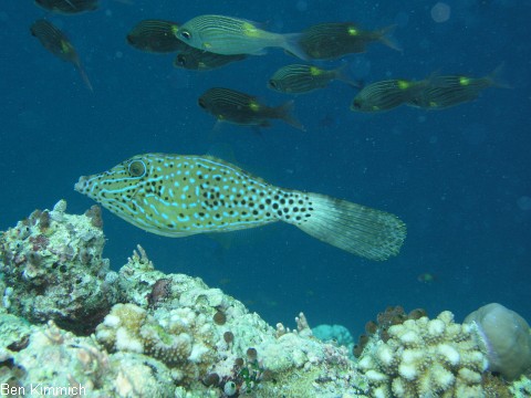 Aluterus scriptus, Feilenfisch