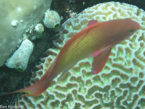 Pseudanthias squamipinnis Juwelen Fahnenbarsch