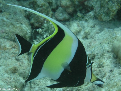 Halfterfische
