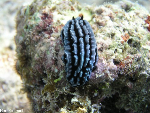 Phyllidiella zeylanica, Ceylon-Warzenschnecke