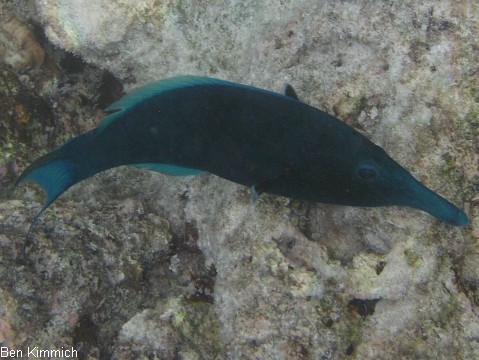Gomphosus varius, Langnasen-Lippfisch