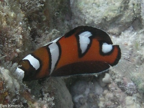 Coris gaimard, Allocoris gaimard