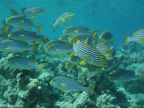 Plectorhinchus vittatus, Orient Ssslippe
