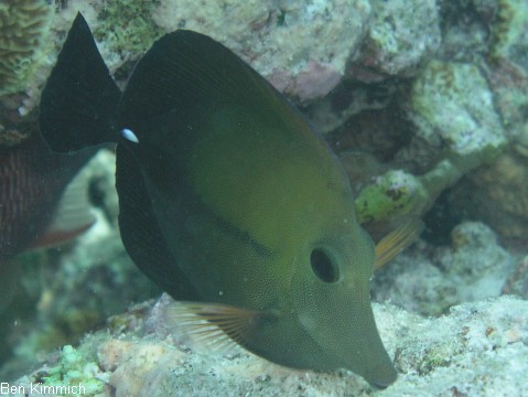 Zebrasoma scopas, Brauner Segelflossen-Doktor