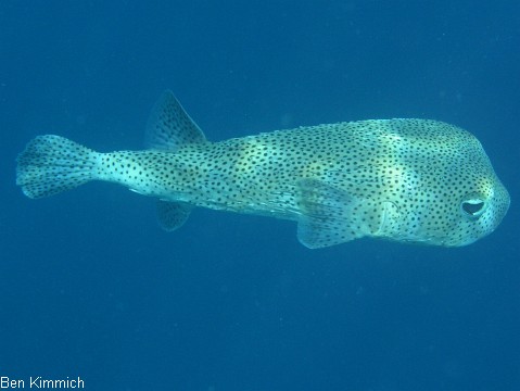 Diodon hystrix, Gepunkteter Igelfisch