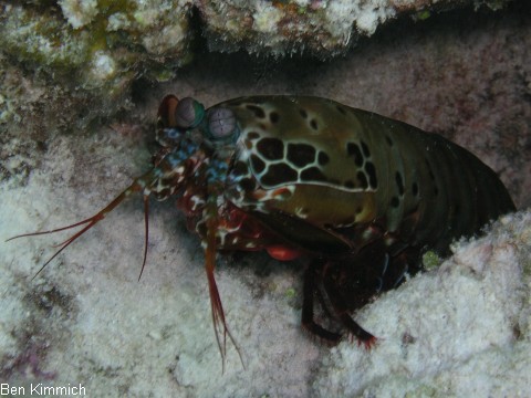 Odontodactylus scyllarus, Clown Fangschreckenkrebs
