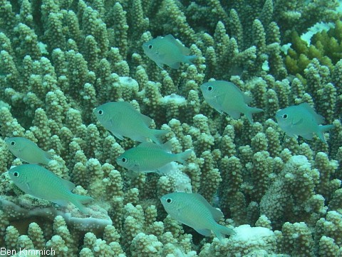 Chromis viridis, gr nes Schwalbenschw nzchen