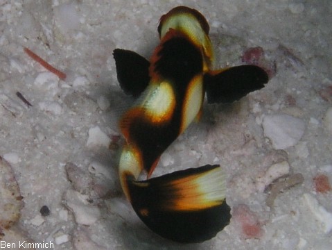 Plectorhinchus vittatus, Orient Ssslippe